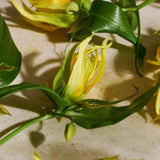 Full Ylang Ylang Eau de Parfum