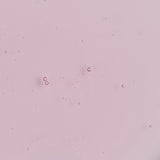Frosted Cranberry & Mint Leaves Shower Gel 60ml