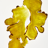 Ginger Anti-dandruff Shampoo